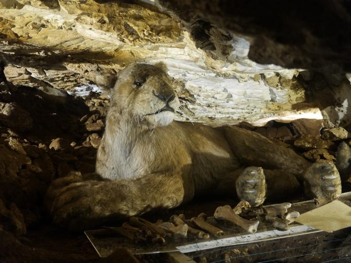 Lew zamieszka w Jaskini Niedwiedziej w Kletnie          