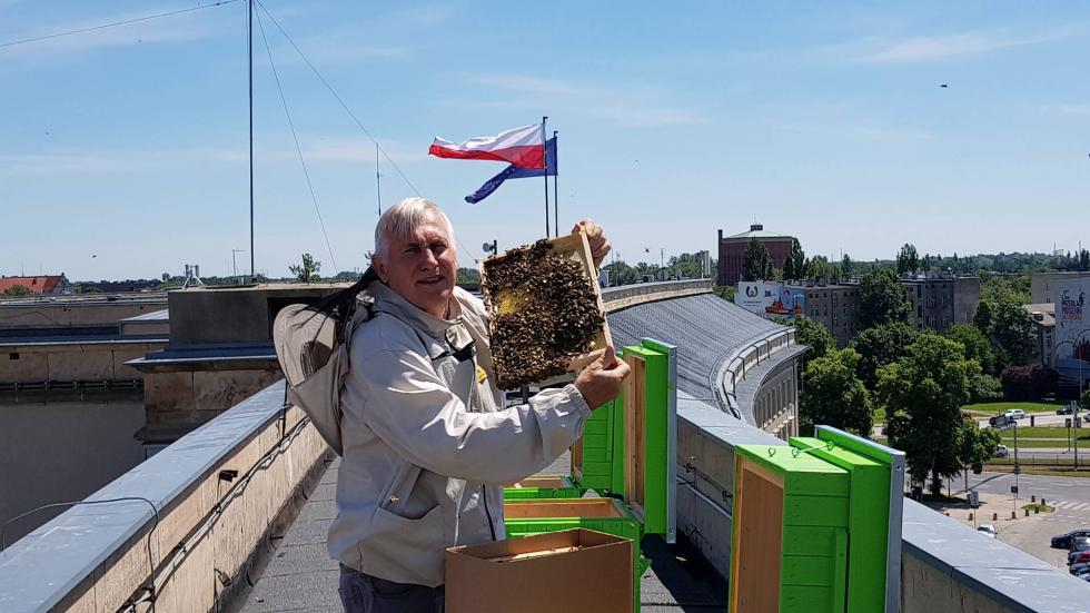 12 tys. pszcz na dachu Dolnolskiego Urzdu Wojewdzkiego 