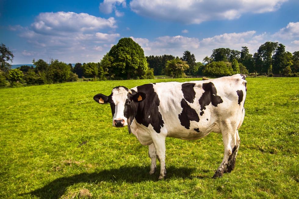 Co decyduje o wyborze systemu dojenia krów mlecznych?